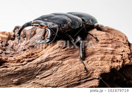 ダイオウヒラタクワガタ 102879719