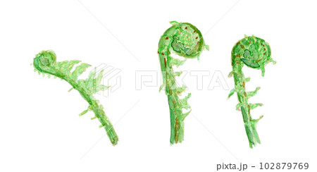 Matteuccia struthiopteris コゴミ（クサソテツの芽）の水彩イラスト 102879769
