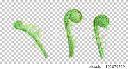 Matteuccia struthiopteris コゴミ（クサソテツの芽）の水彩イラスト 102879769
