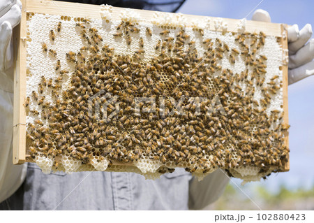 養蜂イメージ　巣枠に沢山ついたミツバチを持つ男性手元 102880423