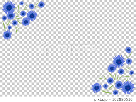 Hand drawn vector illustration of blue cornflower 102880516