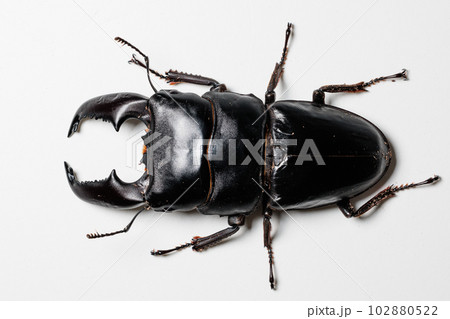 スマトラオオヒラタクワガタ スマトラオオヒラタクワガタ 102880522