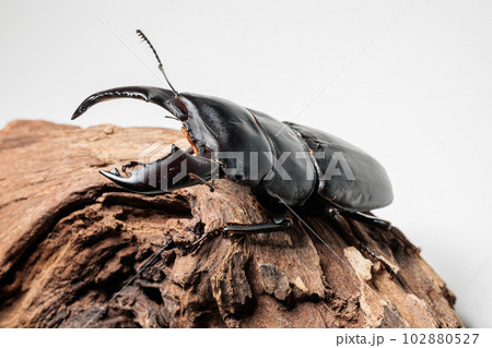スマトラオオヒラタクワガタ 102880527