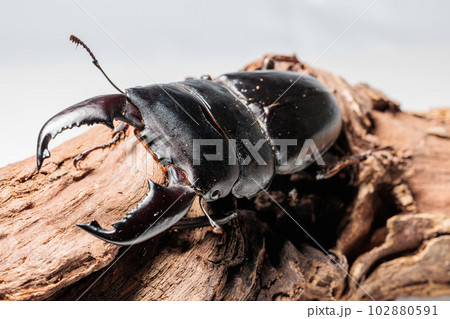 スマトラオオヒラタクワガタ スマトラオオヒラタクワガタ 102880591
