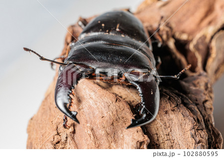 スマトラオオヒラタクワガタ スマトラオオヒラタクワガタ 102880595