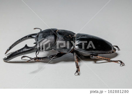 パラワンオオヒラタクワガタ 102881280