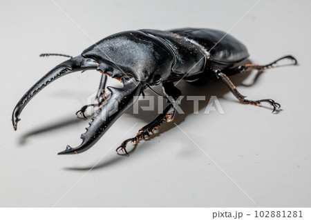 パラワンオオヒラタクワガタ 102881281