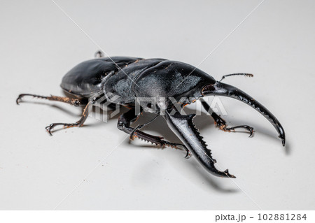 パラワンオオヒラタクワガタ 102881284