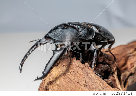 パラワンオオヒラタクワガタ 102881412