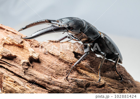 パラワンオオヒラタクワガタ 102881424