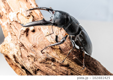 パラワンオオヒラタクワガタ 102881425