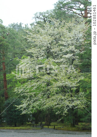 京都仙洞御所で雨にけむる、葉が混ざった桜の写真です。 京都仙洞御所で雨にけむる、葉が混ざった桜の写真です。 102881461
