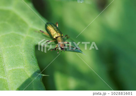 金緑色の金属光沢を持つアオハムシダマシ 金緑色の金属光沢を持つアオハムシダマシ 102881601