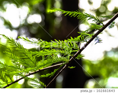 新緑の季節　雨が上がった直後のラクウショウ（落羽松）の葉 102881643