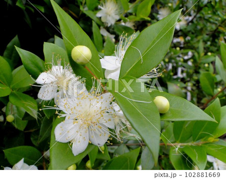 ギンバイカの花 102881669