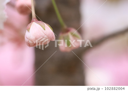 八重桜のつぼみ 八重桜のつぼみ 102882004