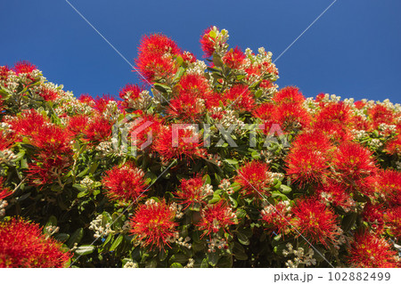 Beautiful red blooms blooming in Madeira island Beautiful red blooms blooming in Madeira island 102882499