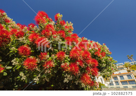 Beautiful red blooms blooming in Madeira island 102882575