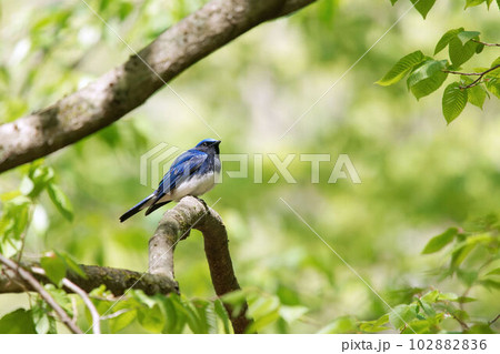 木に止まるオオルリ 102882836
