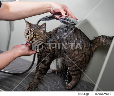 Woman washing a tabby gray cat in a grooming salon. Woman washing a tabby gray cat in a grooming salon. 102882981
