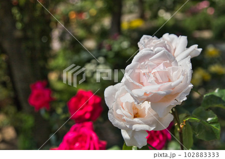 満開のバラが綺麗な「ゆりの里公園」 満開のバラが綺麗な「ゆりの里公園」 102883333