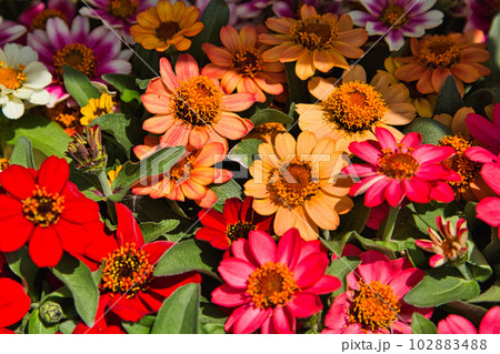 満開のバラが綺麗な「ゆりの里公園」 102883488