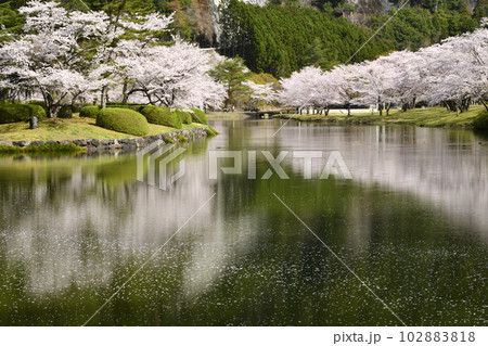 下北山スポーツ公園の桜並木　【奈良県吉野郡下北山村】 102883818