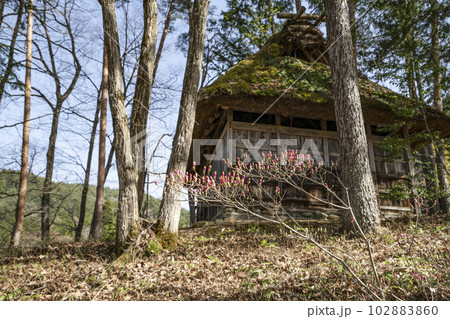 トウゴクミツバツツジの蕾と茅葺きの小屋 トウゴクミツバツツジの蕾と茅葺きの小屋 102883860