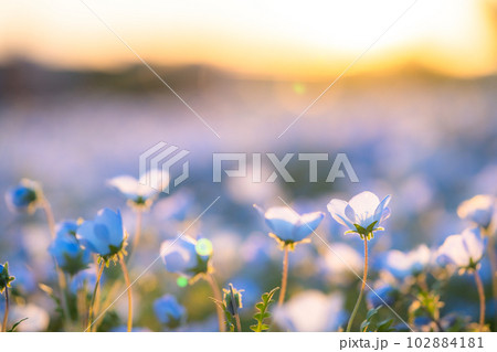 《東京都》満開のネモフィラ畑・舎人公園 《東京都》満開のネモフィラ畑・舎人公園 102884181
