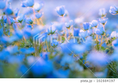 《東京都》満開のネモフィラ畑・舎人公園 《東京都》満開のネモフィラ畑・舎人公園 102884197
