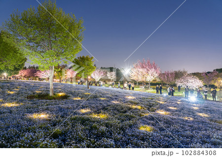 《東京都》ネモフィラライトアップ・春の舎人公園 102884308