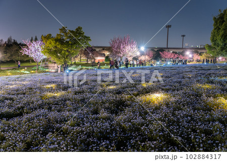 《東京都》ネモフィラライトアップ・春の舎人公園 102884317