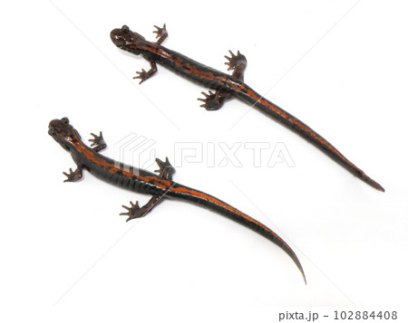 並んでいるホムラハコネサンショウウオ 並んでいるホムラハコネサンショウウオ 102884408