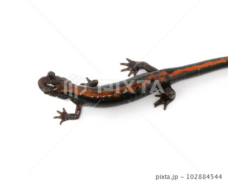 ホムラハコネサンショウウオの背中 ホムラハコネサンショウウオの背中 102884544