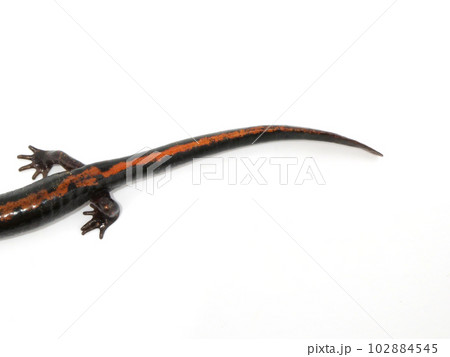 ホムラハコネサンショウウオの尻尾 ホムラハコネサンショウウオの尻尾 102884545