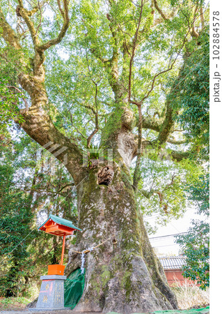 大汝牟遅神社 ご神木（鹿児島県日置市） 102884578