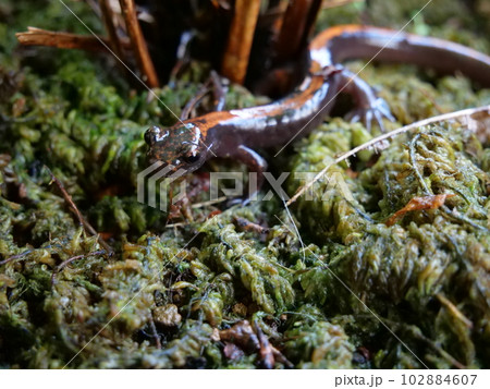 歩いているホムラハコネサンショウウオ 102884607