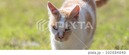 歩く猫 茶白猫 歩く猫 茶白猫 102884840
