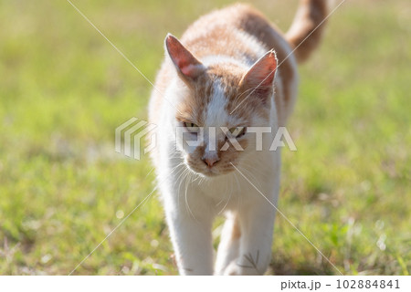歩く猫 茶白猫 歩く猫 茶白猫 102884841