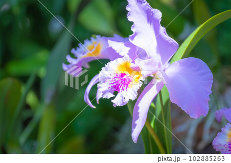 洋ランの女王 カトレアの花 洋ランの女王 カトレアの花 102885263