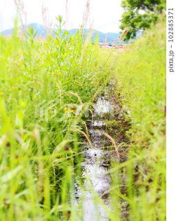 野草がしげる細い水路 野草がしげる細い水路 102885371