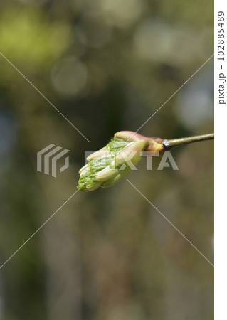 Small-leaved lime 102885489