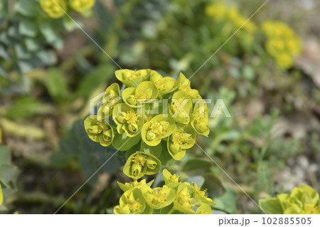 Myrtle spurge Myrtle spurge 102885505
