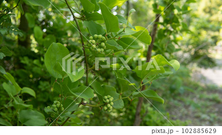 サルトリイバラの緑色の若い実【サンキライ】初夏・埼玉県 サルトリイバラの緑色の若い実【サンキライ】初夏・埼玉県 102885629