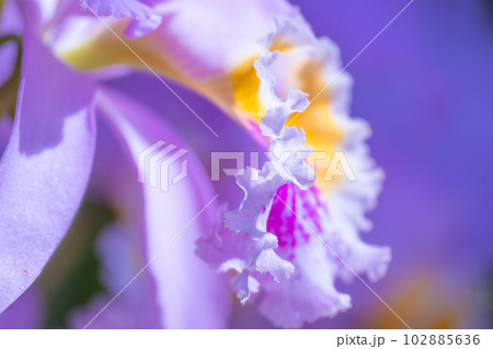 洋ランの女王　カトレアの花 102885636