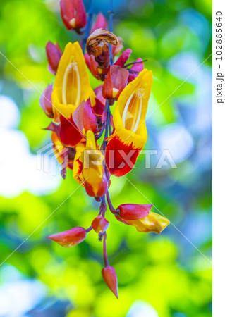 ツンベルギア・マイソレンシス 102885640