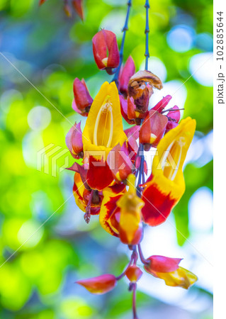 ツンベルギア・マイソレンシス 102885644