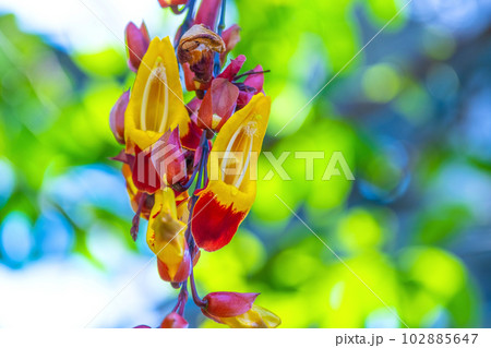 ツンベルギア・マイソレンシス ツンベルギア・マイソレンシス 102885647