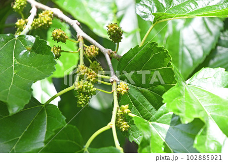 若い桑の実 102885921