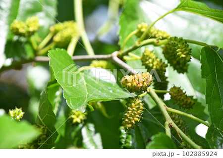 若い桑の実 102885924